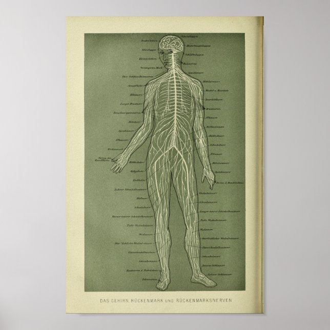 Affiches 1886 Vintage Nerves humaines Anatomie Imprimer (Devant)