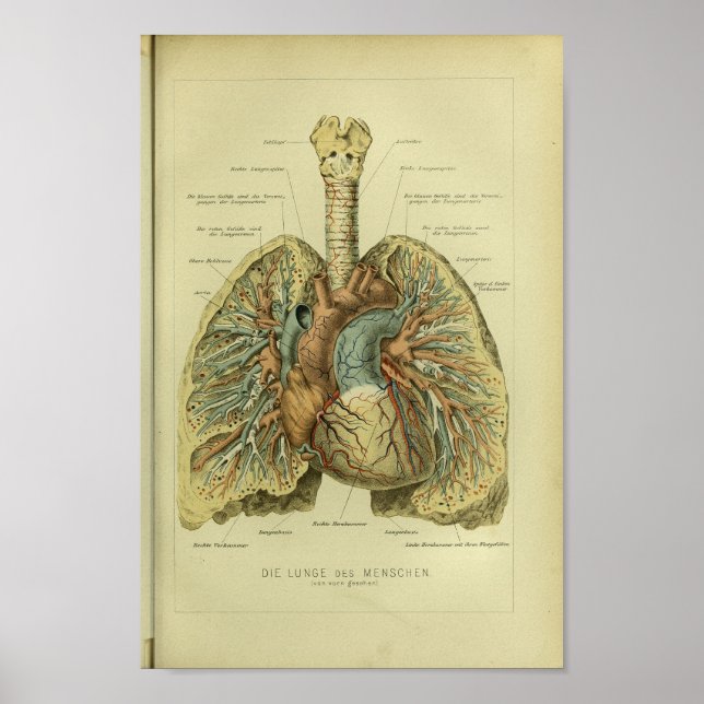 Affiches 1886 Vintage poumons humains Anatomie Imprimer (Devant)