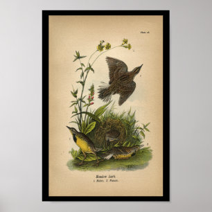Affiches 1890 Arbre de prairie à oiseaux