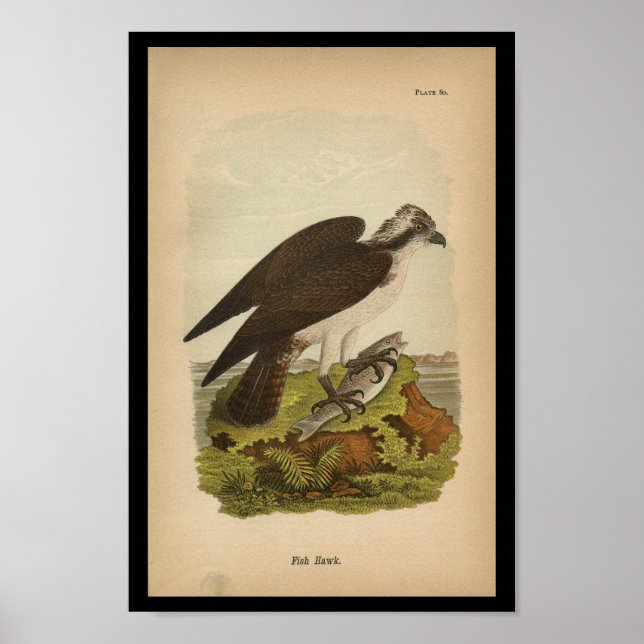 Affiches 1890 Bird Print Fish Hawk (Devant)