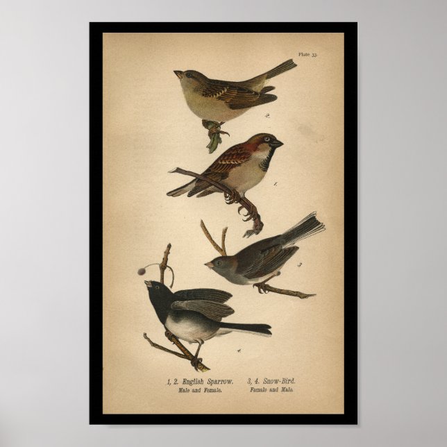 Affiches 1890 Bird Print Français Sparrow (Devant)