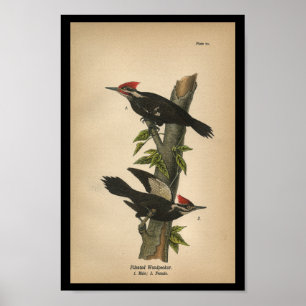Affiches 1890 Bird Print Pileated Woodpecker