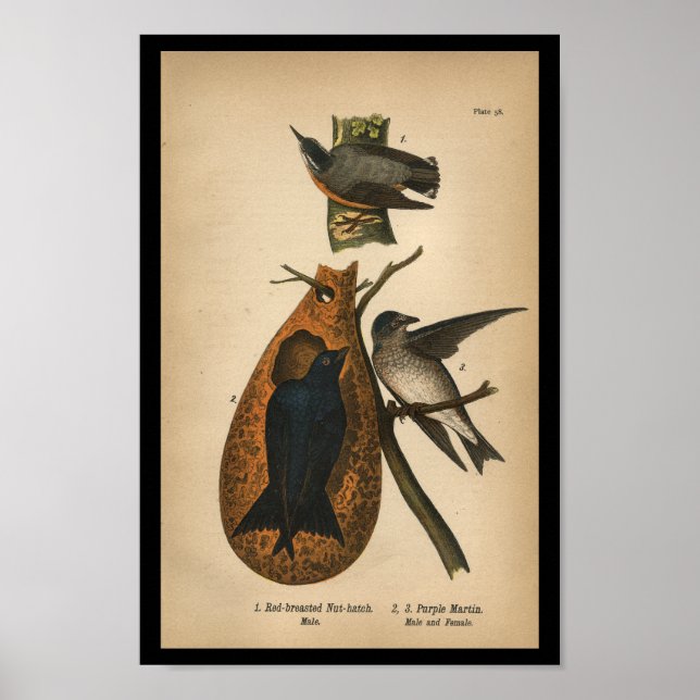 Affiches 1890 Bird Print Purple Martin (Devant)