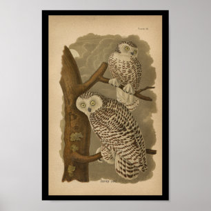 Affiches 1890 Bird Print Snowy Owl