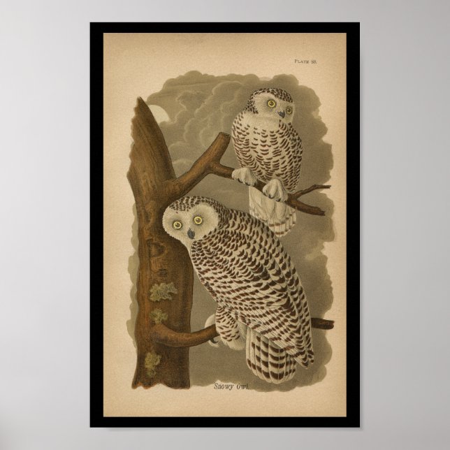 Affiches 1890 Bird Print Snowy Owl (Devant)