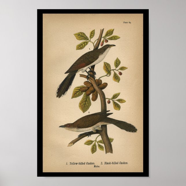 Affiches 1890 Bird Print Yellow-billed Cuckoo (Devant)
