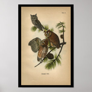 Affiches 1890 Chouettes à crayon d'impression pour oiseaux