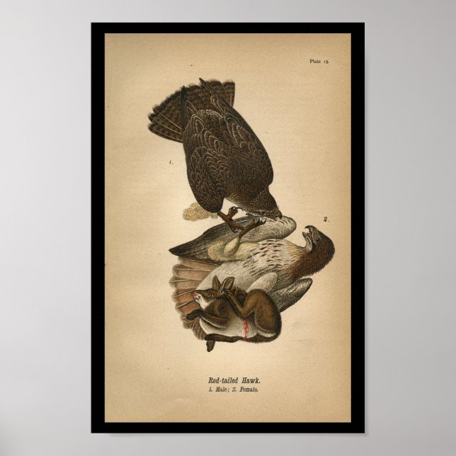 Affiches 1890 Imprimé d'oiseaux Buse à queue rouge (Devant)