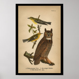 Affiches 1890 Imprimerie d'oiseaux Chouette à grande corne
