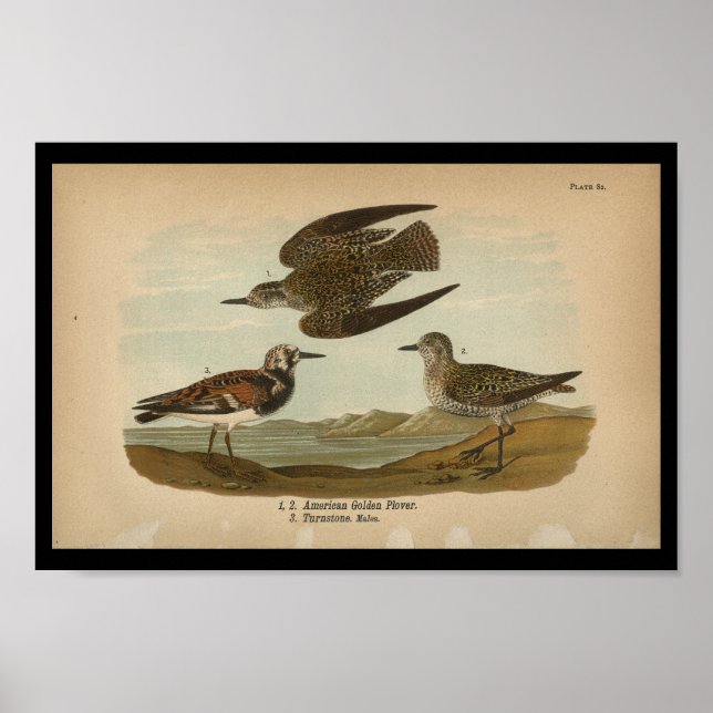 Affiches 1890 Oiseau Imprimer American Golden Plover (Devant)