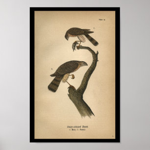 Affiches 1890 Oiseau Imprimer Buse à lustrer