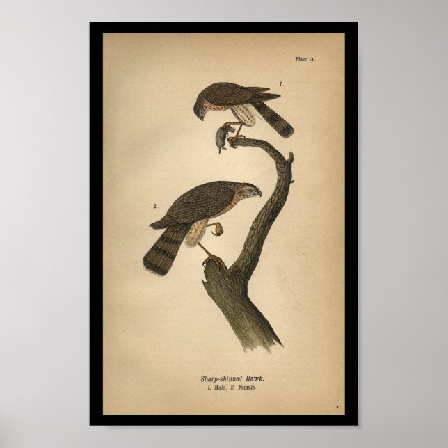 Affiches 1890 Oiseau Imprimer Buse à lustrer (Devant)