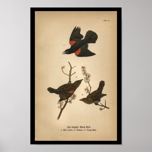 Affiches 1890 Oiseau Imprimer Oiseau noir à ailes rouges (Devant)