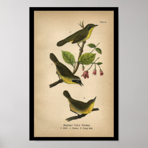 Affiches 1890 Oiseau Imprimer Paruline jaune du Maryland