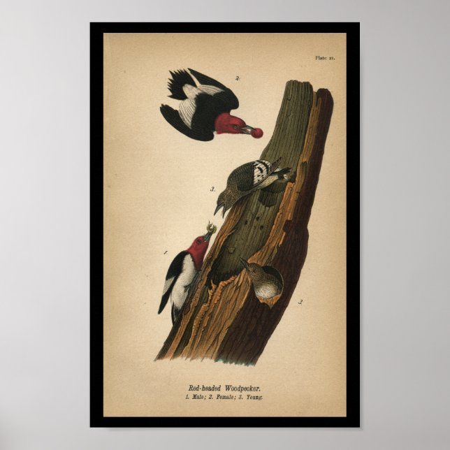Affiches 1890 Oiseau Imprimer Pic à tête rouge (Devant)