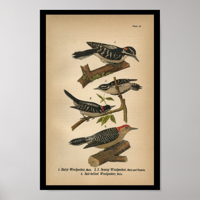Affiches 1890 Oiseau Imprimer Pic Downy (Devant)