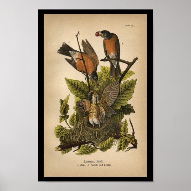 Affiches 1890 Oiseau Imprimer Robin américain (Devant)