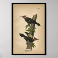 1890 Pic pilé pour l'impression d'oiseaux