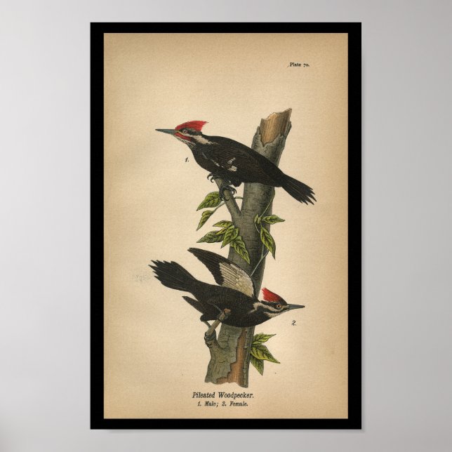 Affiches 1890 Pic pilé pour l'impression d'oiseaux (Devant)