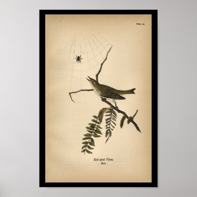 Affiches 1890 Vireo aux yeux rouges (Devant)