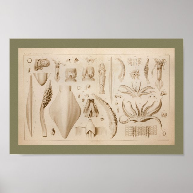 Affiches 1896 Vintage Squid Octopus Anatomy Art Print (Devant)