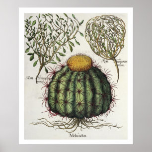 Affiches 1.Melocactus ; 2.Rosa Hiericontea aperta ; 3.Rosa 