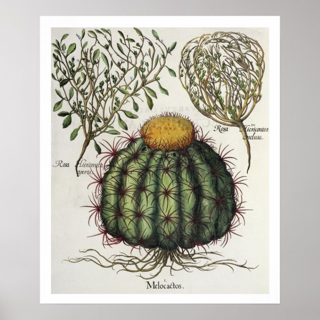 Affiches 1.Melocactus ; 2.Rosa Hiericontea aperta ; 3.Rosa  (Devant)