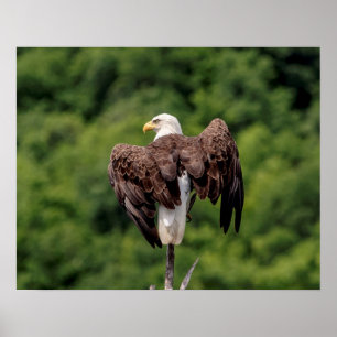 Affiches 20x16 aigle à tête blanche sur une branche
