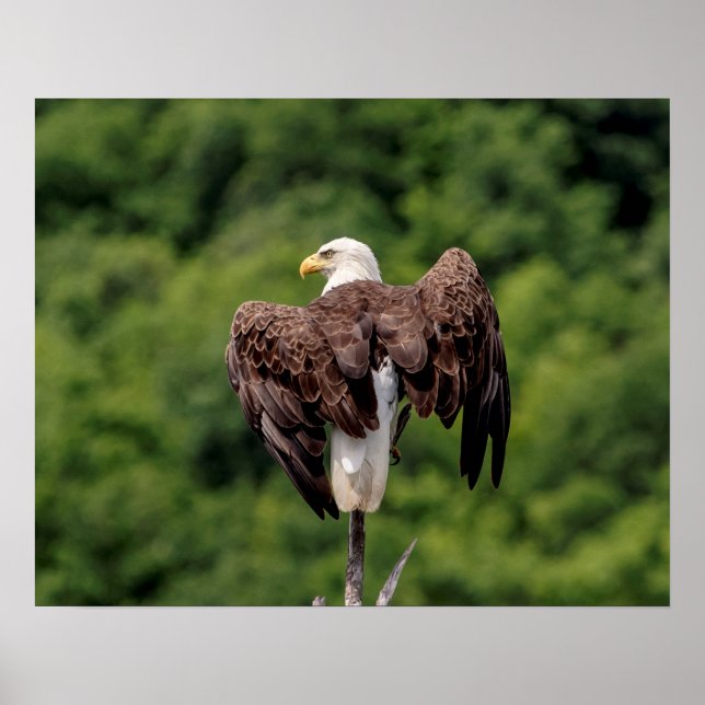 Affiches 20x16 aigle à tête blanche sur une branche (Devant)