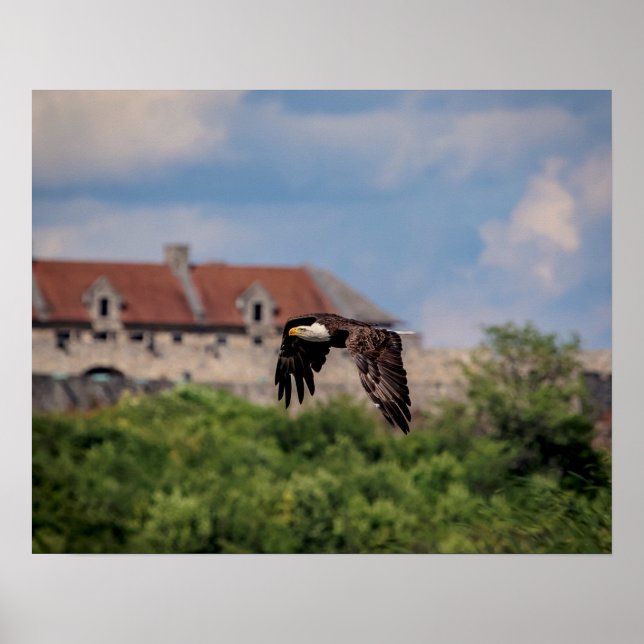 Affiches 20x16 Bald Eagle passing Fort Ticonderoga (Devant)