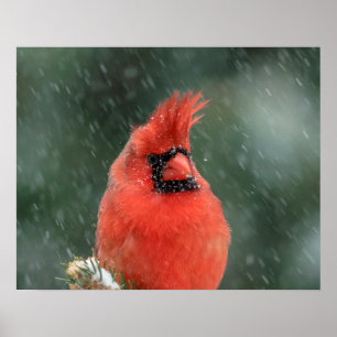 Affiches 20x16 Cardinal dans un pin pendant une tempête de 