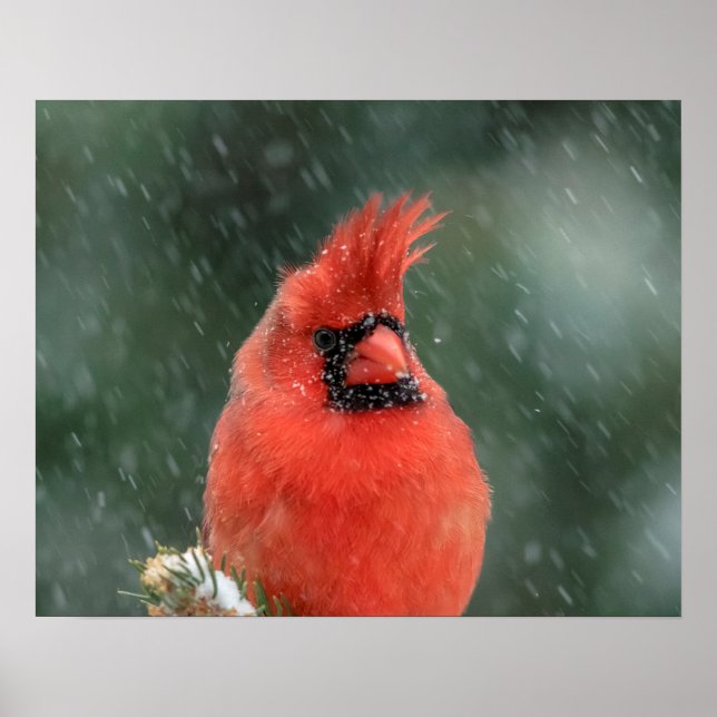 Affiches 20x16 Cardinal dans un pin pendant une tempête de  (Devant)