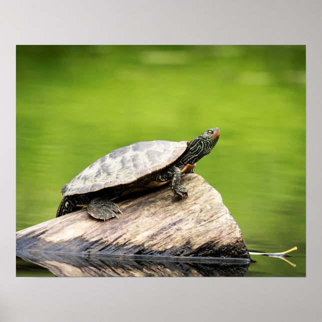 Affiches 20x16 Tortue peinte sur un log (Devant)