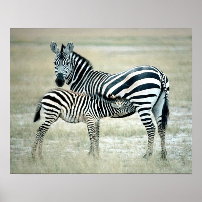 AFFICHES 24114480 (Devant)