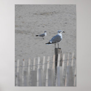 Affiches ~ 25,5 de plage