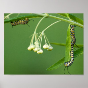 Affiches 3 chenilles de monarque sur le milkweed