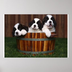 Affiches 3 chiots adorables de St Bernard dans un baril