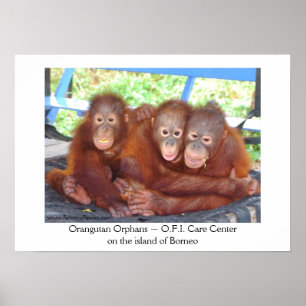 Affiches 3 n'est pas une foule - Orangutan Babies
