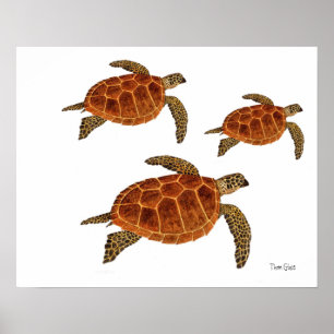 Affiches 3 tortues de Hawksbill