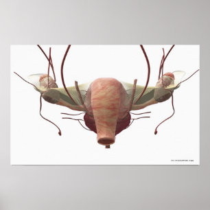 Affiches 3d model of the female reproductive system