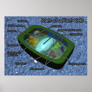 Affiches 3D Plant Cell Diagram