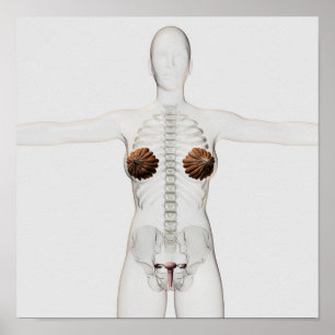 Affiches 3D View Of The Female Reproductive System