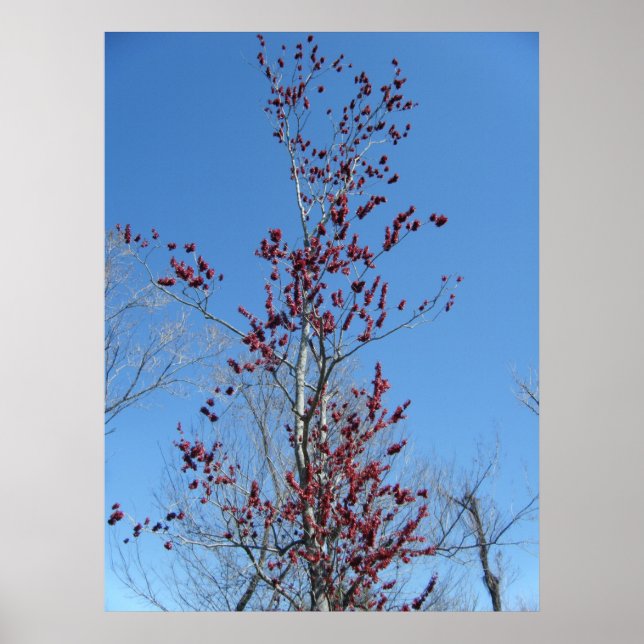 Affiches 4 mars_Arbre rouge coloré (Devant)