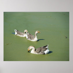 Affiches 4 mars_Toile de canards marécages