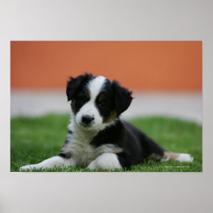 Affiches 6 semaine vieux border collie