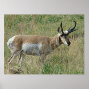 Affiches A12 Pronghorn Antelope Buck