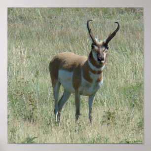 Affiches A13 Pronghorn Antelope Buck