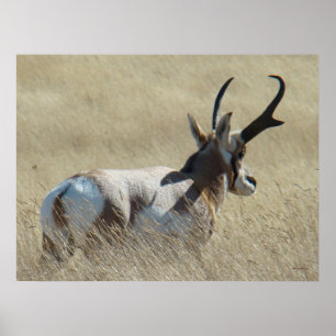 Affiches A14 Antilope d'Amérique Buck Sunshine