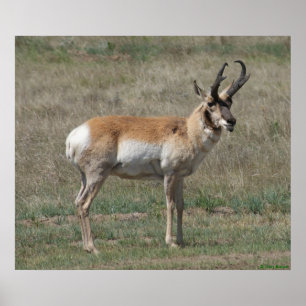 Affiches A15 Pronghorn Antelope Rude Buck
