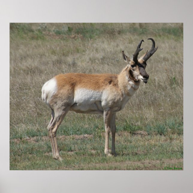 Affiches A15 Pronghorn Antelope Rude Buck (Devant)
